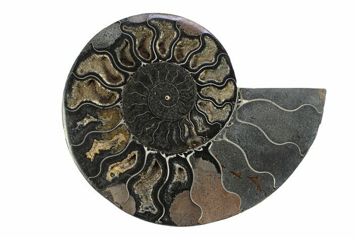 Cut & Polished Ammonite Fossil (Half) - Unusual Black Color #281442